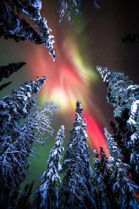 Forest photography of the Aurora Borealis seen from the ground during winter