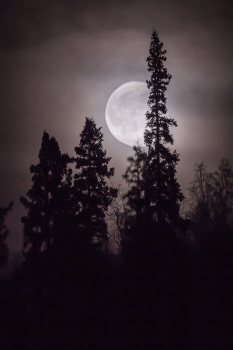 Forest photography of the silhouettes of a tree with full moon in background