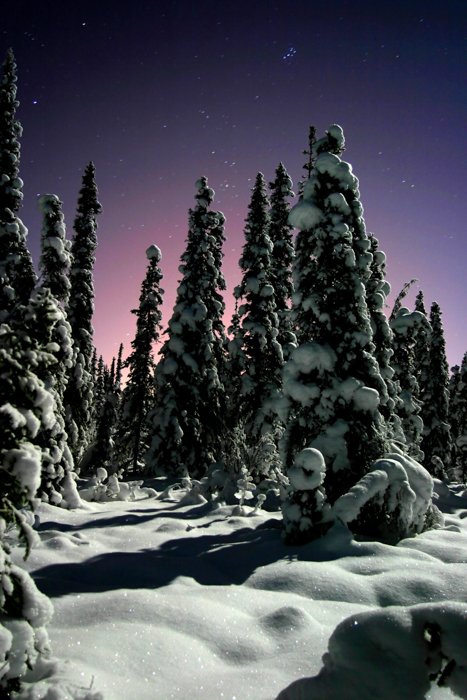 Forest photography of snow-covered trees during twilight with stars above