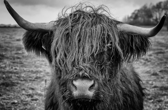 Black and white photo of Scottish Highland bull showing fur texture