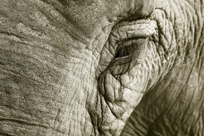 Black and white close-up photo or elephant's face