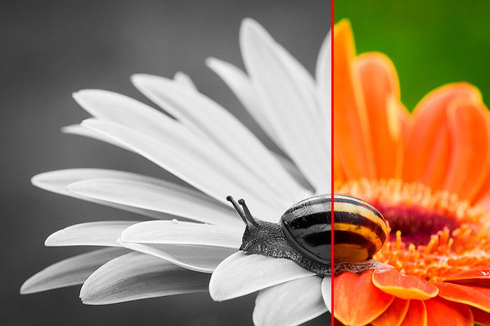 color contrast photography