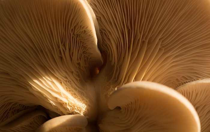 Close-up natural monochrome image of underside of mushroom