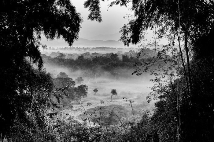 Black and white landscape image peering out from heights in a jungle, elephants in the distance