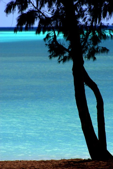 Coastal photography: tree in silhouette with bright blue water in background