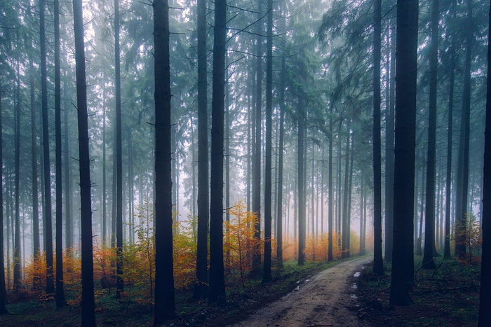 A moody picture of forest covered in mist