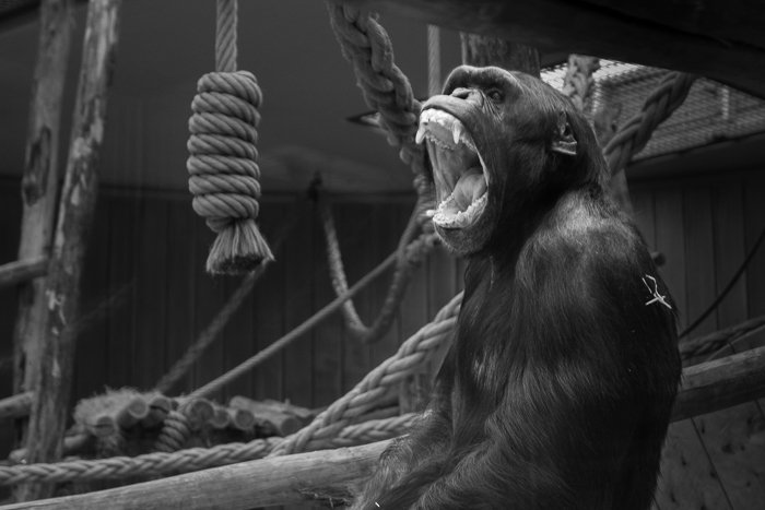 Blur the background in Lightroom: Black and white image of gorilla with distracting background