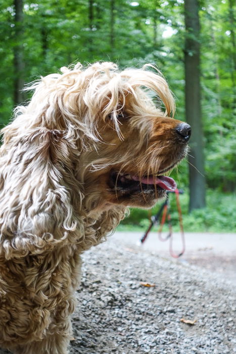 A cute brown dog in a forest