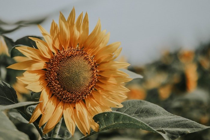 Sunflower with a blurred background