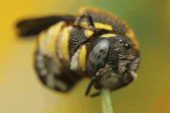 20 layers of images compiled into a crystal-clear macro photo of a bee