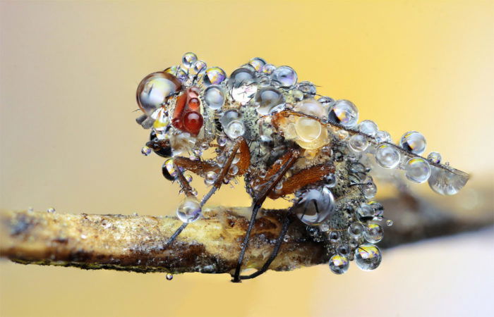 Macro Photography - Fly covered in dew drops in the early morning.