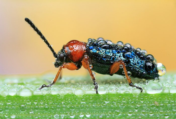 Side view of a red beetle on a wet leaf. Macro Photography example.