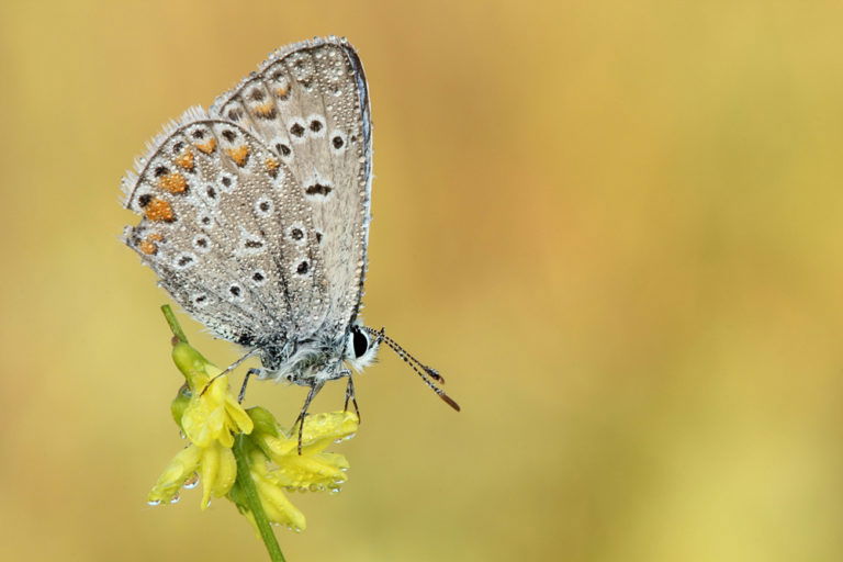 The Ultimate Guide To Wildlife Photography (89 Best Tips!)