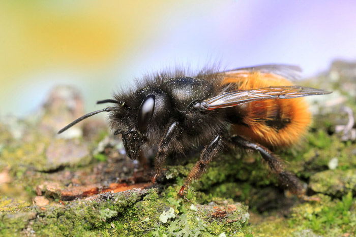 Bee landed on the ground. 