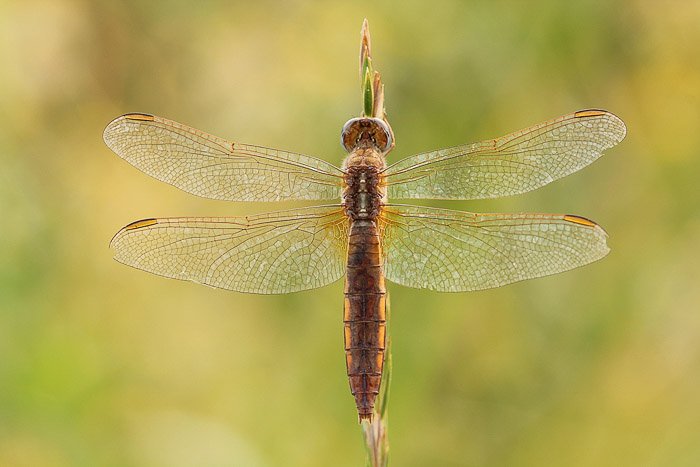 Dragonfly perched on wheat. Top View. Macro Photography example.
