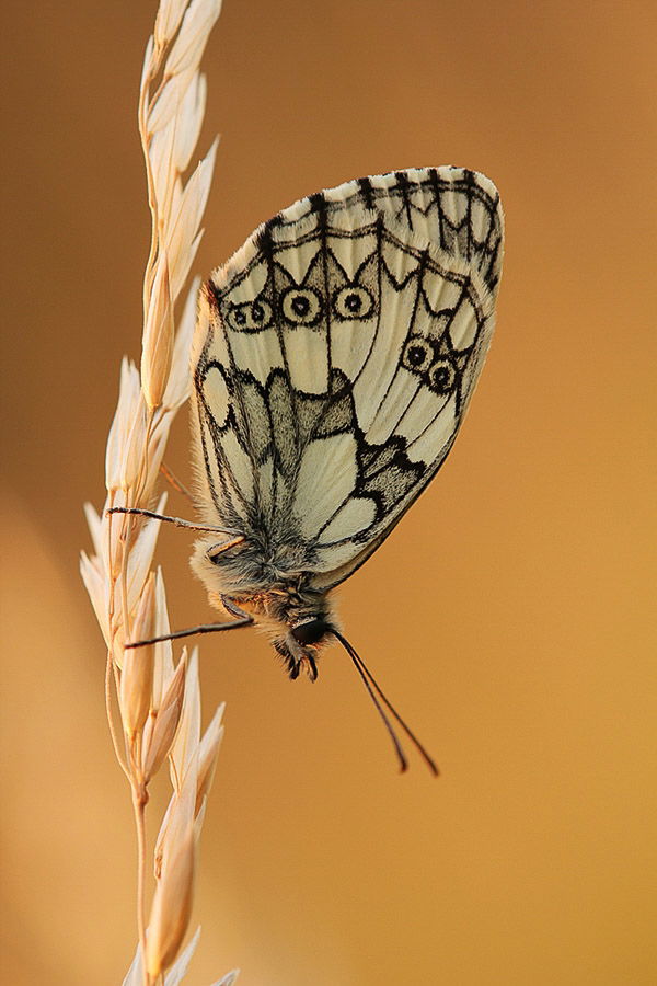 Green butterfly sitting vertically on wheat stem. Macro Photography example.