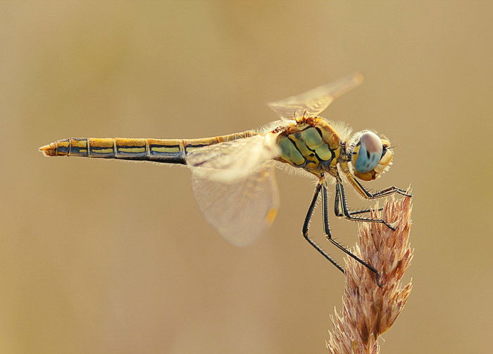 Dragonfly landed on tip of wheat stem, side view. Macro Photography example.