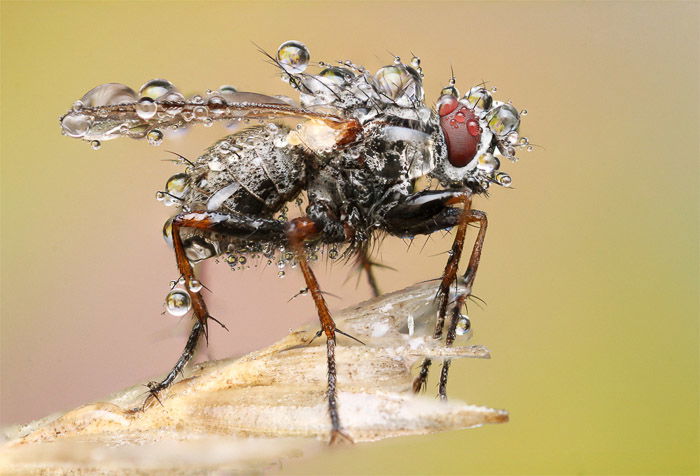 A macro Photography example of a housefly sitting on a stem of wheat beaded with dew. 