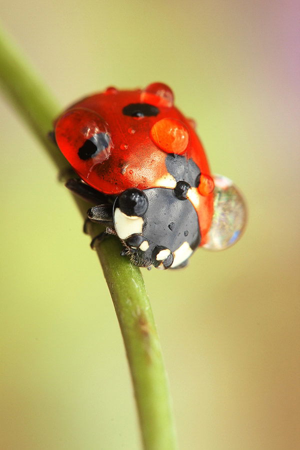 A ladybug or ladybird, beaded with dew and sitting on a plant stem. Macro Photography example.