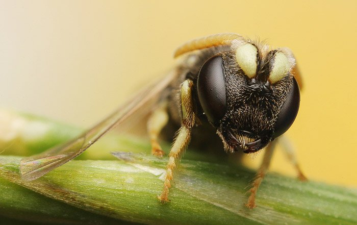 Front view of a wasp taken in early morning. 