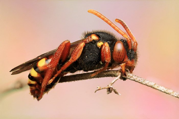 Red Wasp or Hornet perched on plant. Macro Photography example. Close-up.