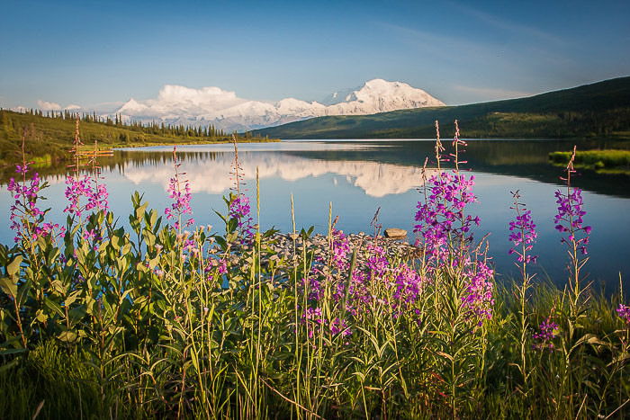Mt McKinley with vibrant flowers in the foreground with a mirror-surface lake.