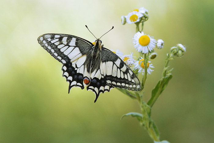 Macro Photograph of a butterfly resting on a flower