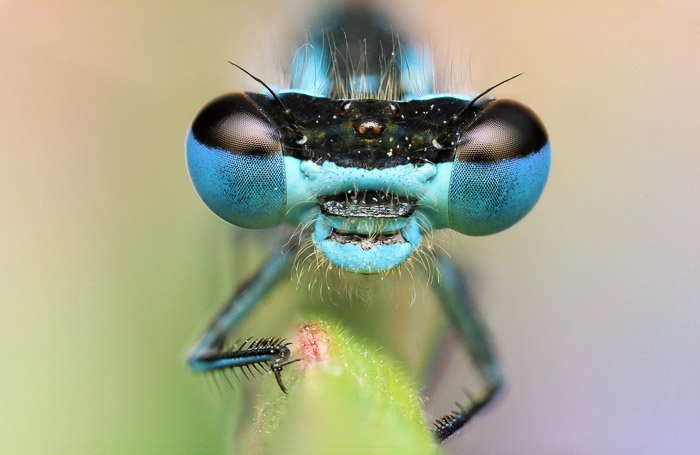 一个有着迷人蓝眼睛的蜻蜓头。美丽的昆虫摄影。