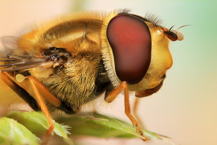A closeup on the eye of a hoverfly. Taken with a Canon Macro Lens