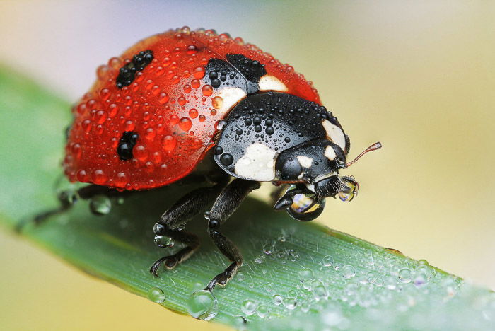 A ladybug or ladybird, misted and resting on a blade of grass.