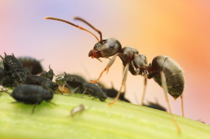 Ant standing on a leaf above smaller insects - Macro Photography Example