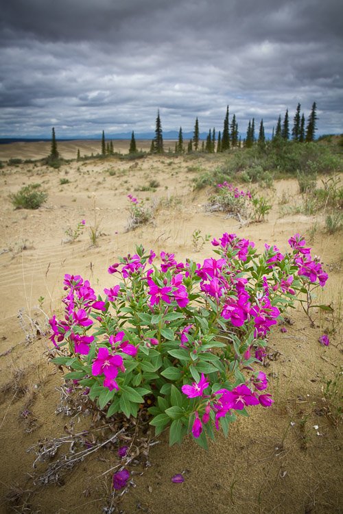 Example of evaluative metering in landscape photography exposure with heavy clouds over a vibrant desert flower