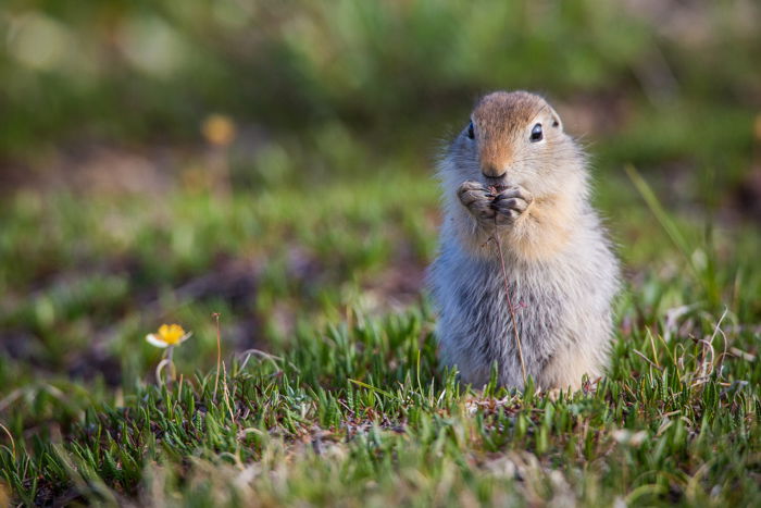 Wildlife Photography Tips  How to Shoot Great Photos of Animals  - 55