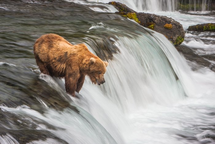 A bear in a soft-water river, fishing for salmon