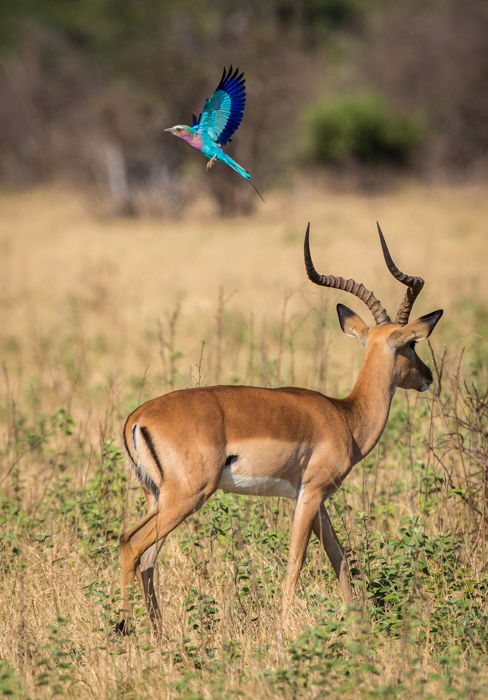 Gazelle and blue bird in Botswana