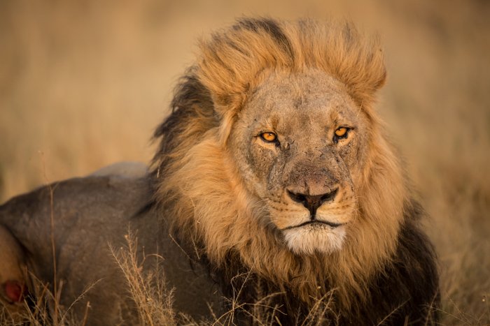 Close-up of a lion's eyes, reclining in Botswana