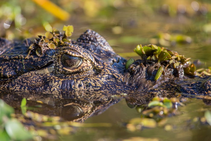 Wildlife Photography Tips  How to Shoot Great Photos of Animals  - 70