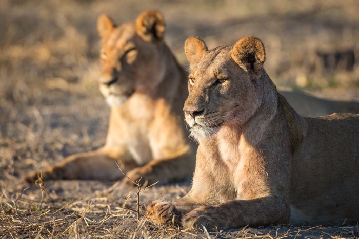 A pride of lionesses relaxing in Botswana