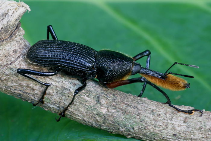 Mexican Tuxtlas Weevil - Wildlife Photography - David Shaw