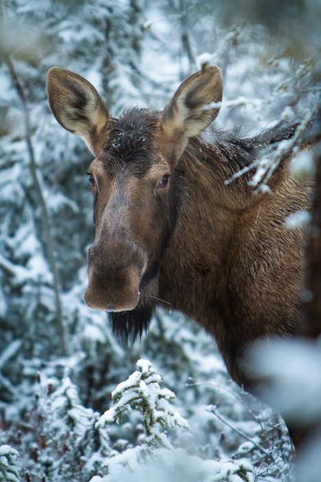 Portrait of a young moose calf in Alaska