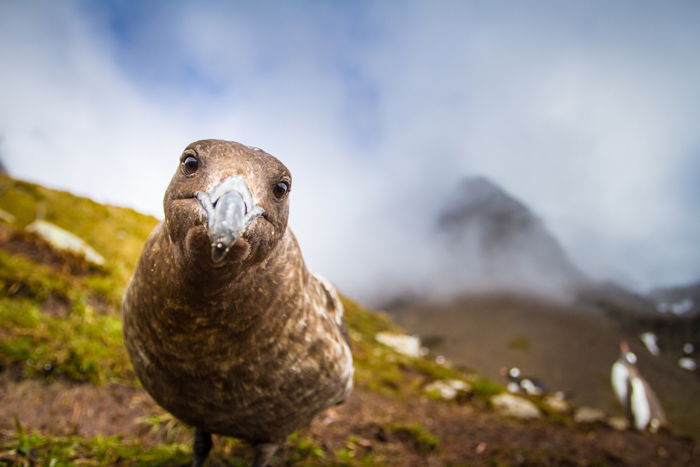 Curious Skua on South Georgia