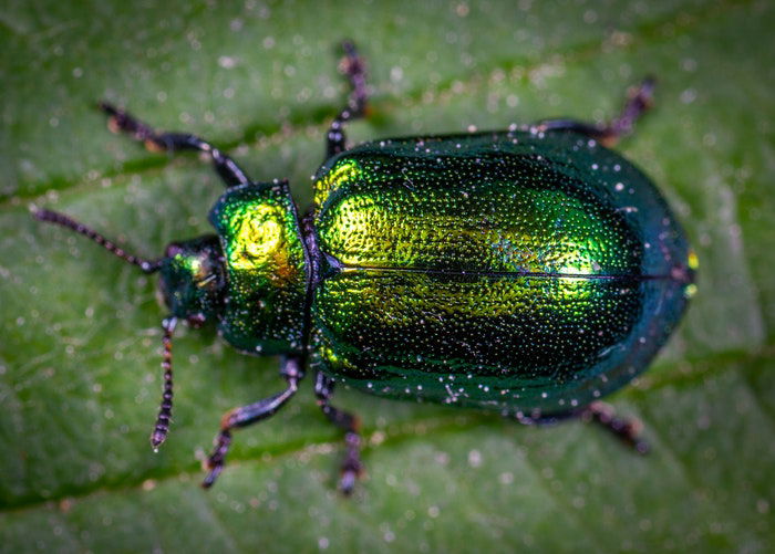 macro photography of green beetle on a leaf