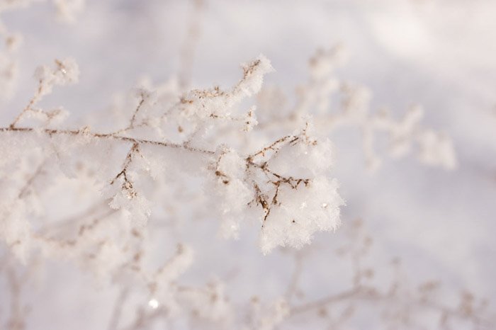 Macro zoom of ice crystals on a tree branch in a winter scene,