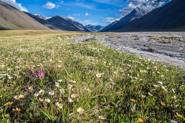 A meadow with wild flowers surrounding grey rocks with mountains in the background