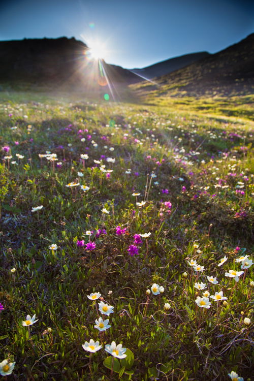 A green field with wild flowers and mountains in the background