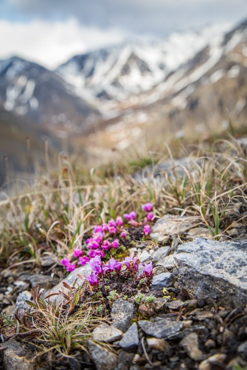 Pink wild flower in the foreground with blurred snow-capped mountains in the background