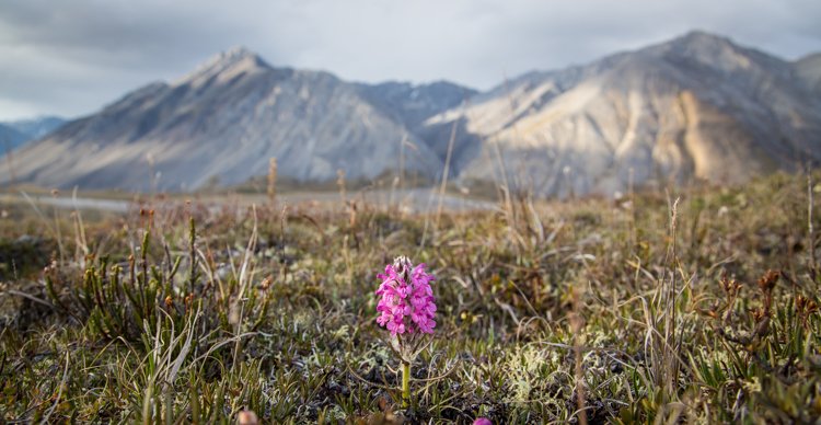A meadow in front of two huge mountains with a pink flower in the middle