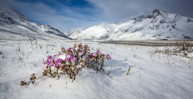 Pink flowers growing in a snow-covered meadow surrounded by mountains