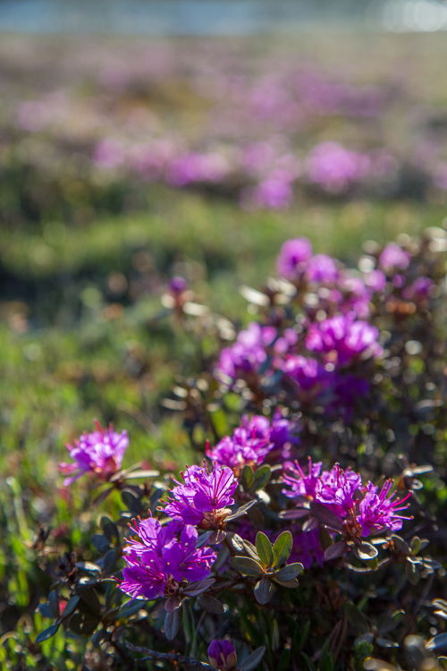 Pink wild flowers with a blurred background