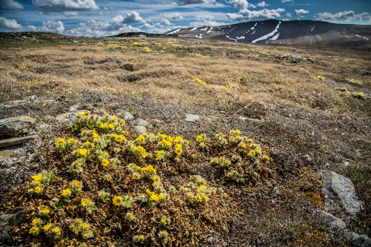 Yellow smaller flowers in a meadow with mountains in the background